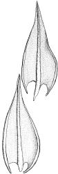 Triquetrella papillata, stem leaves, abaxial view. Drawn from J.E. Beever 10-96, AK 332724.
 Image: R.D. Seppelt © R.D.Seppelt All rights reserved